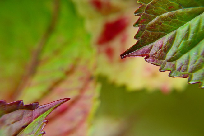 leaf-tips-hydrangea